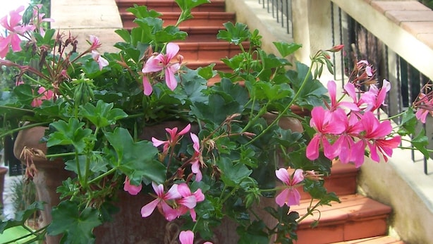 Un escalier orné de jardinières remplies de fleurs roses, le tout entouré de verdure.