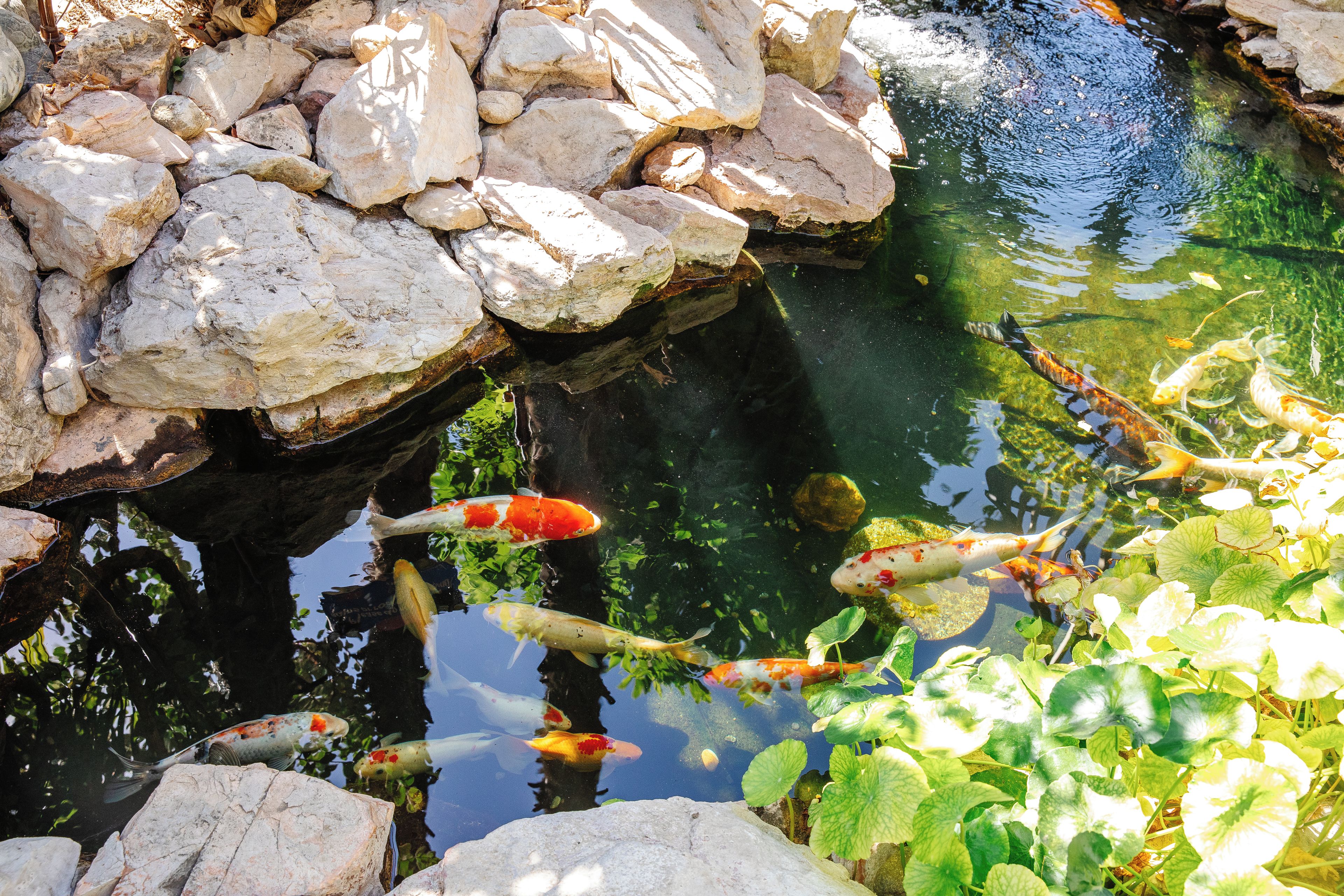 Un estanque de peces koi con agua cristalina, rodeado de rocas y plantas acuáticas.