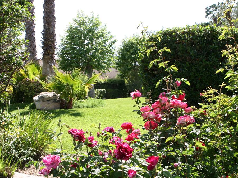 A garden with pink roses, green grass, and palm trees.