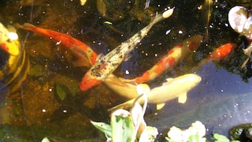 Un estanque con peces koi y plantas acuáticas.