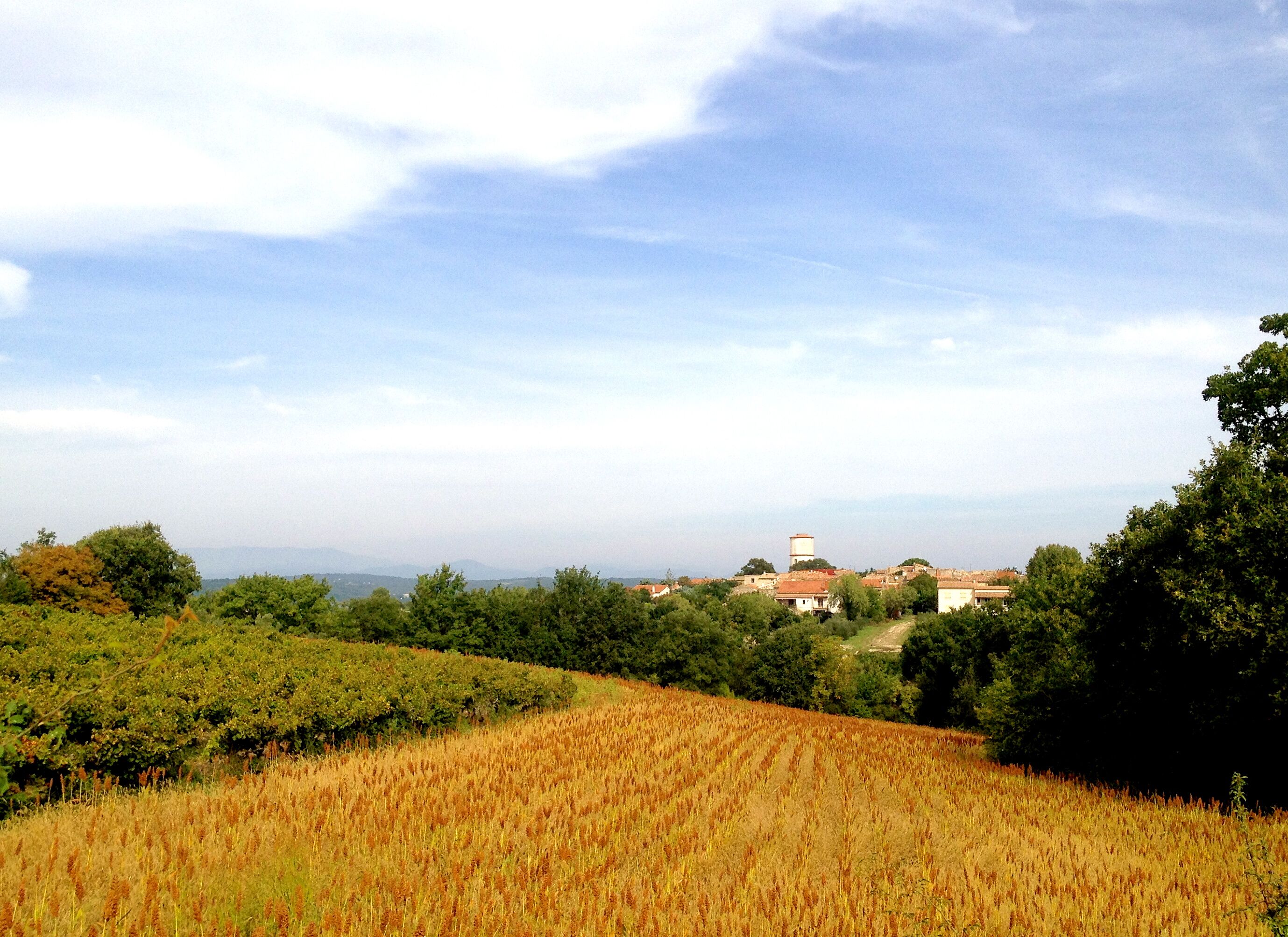 Un vignoble aux rangées de vignes aux feuilles dorées, un ciel dégagé et des bâtiments qui se dessinent à l’horizon.