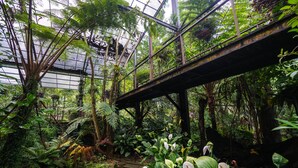 A glass-roofed greenhouse with a stone pathway, lush greenery, and a metal bridge. - Tai Yi Red Maple Resort (Puli)