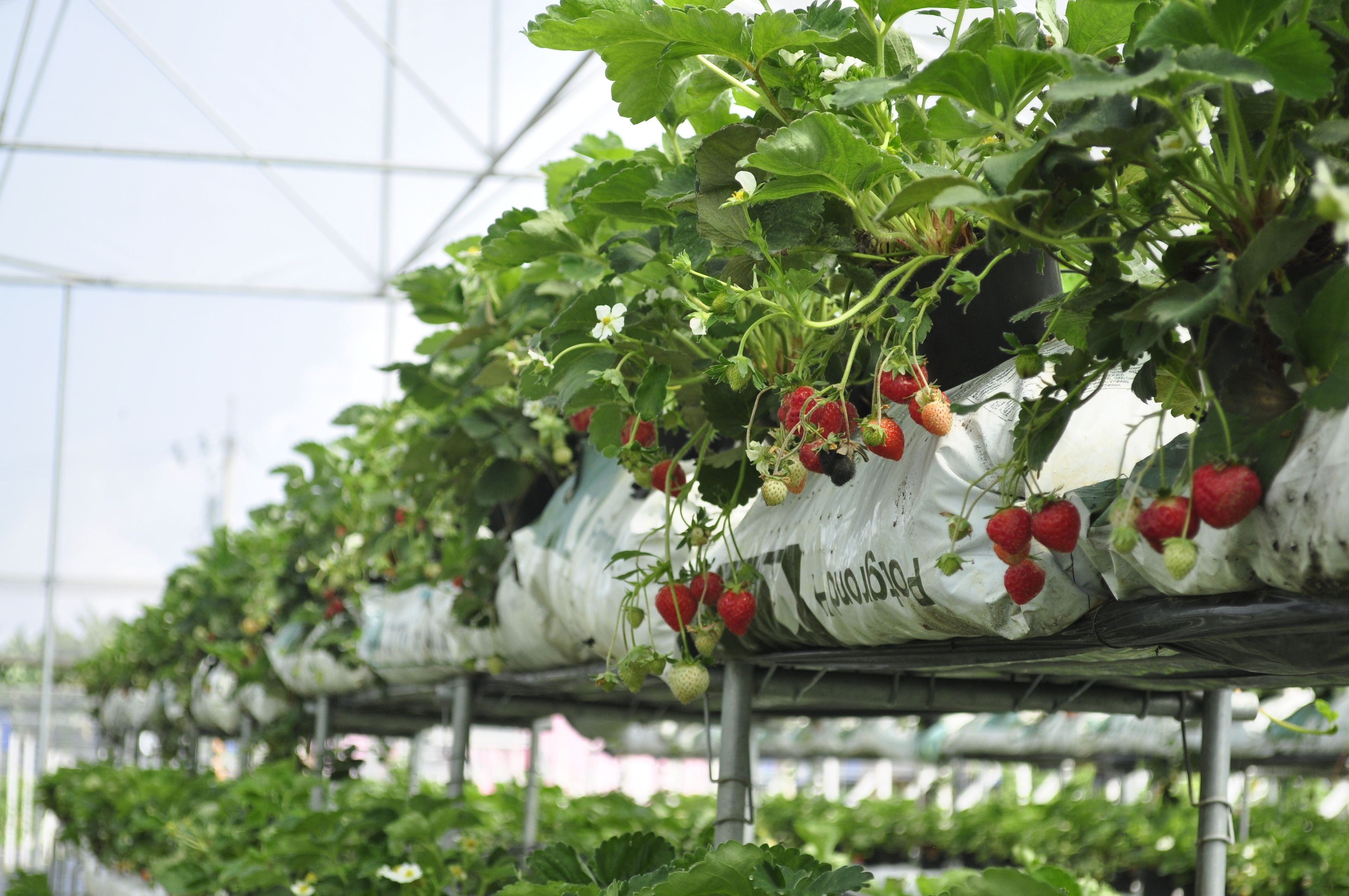 A greenhouse with rows of strawberry plants growing in white bags.