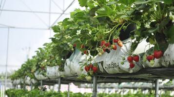 A greenhouse with rows of strawberry plants growing in white bags.