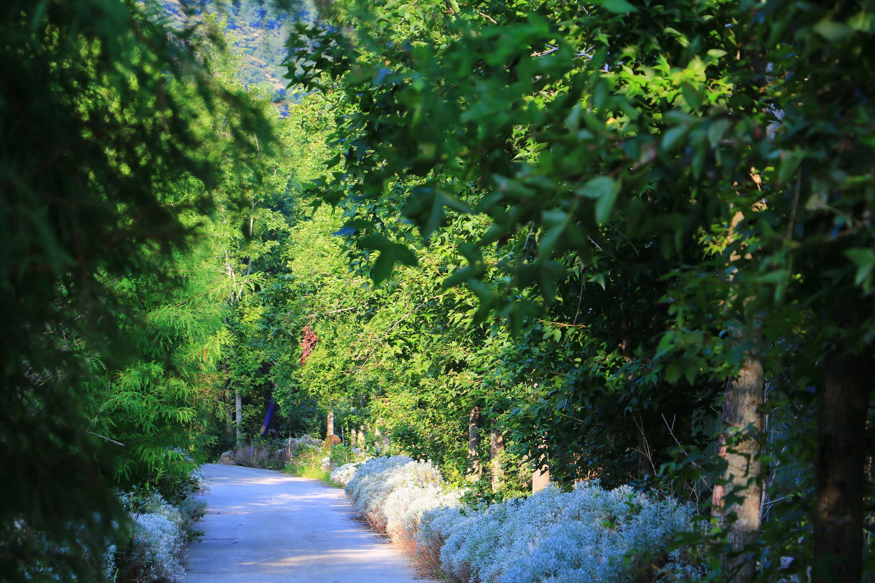 Un sendero rodeado de follaje y árboles densos.