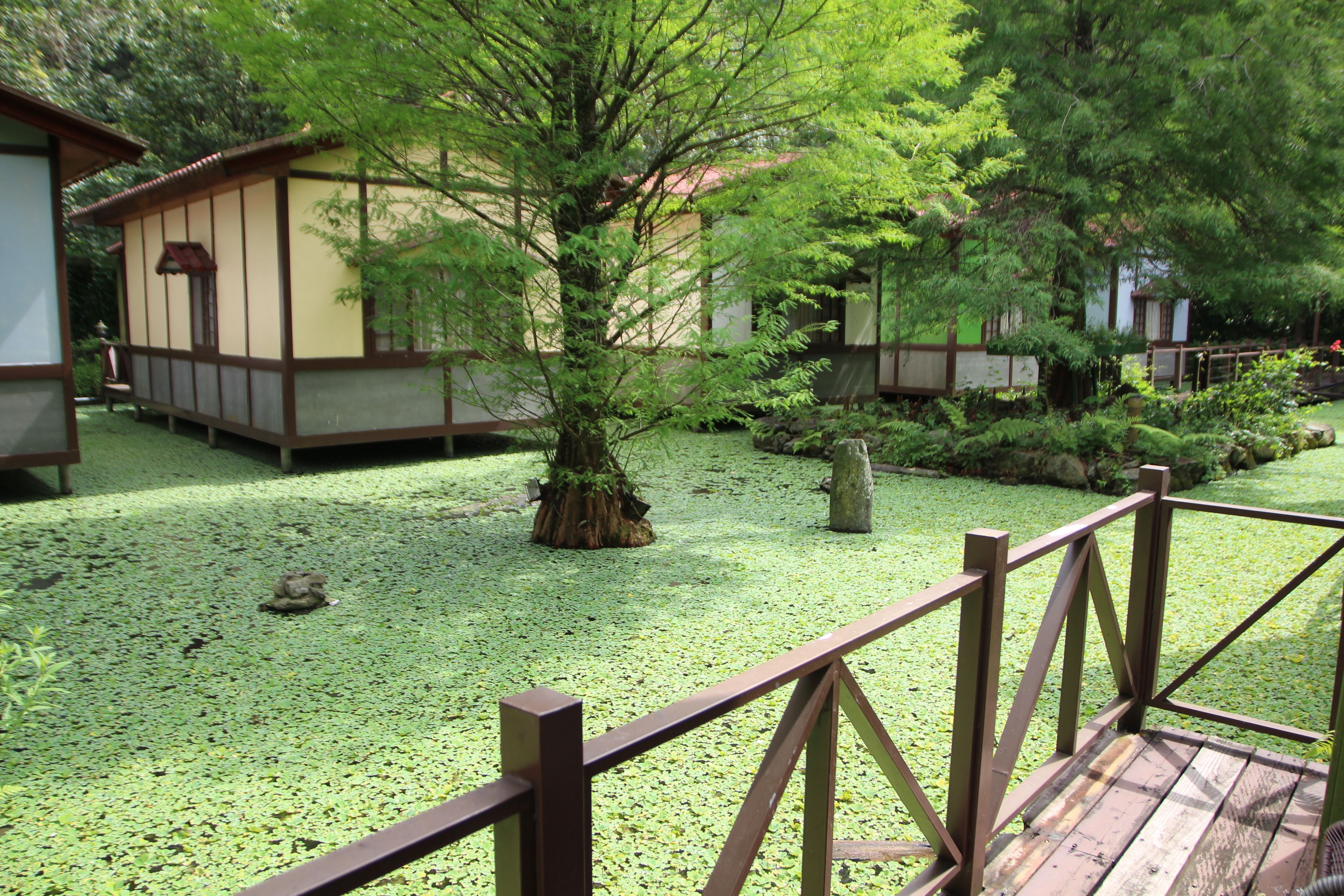 A traditional Japanese-style building with a wooden deck and a pond with green aquatic plants.