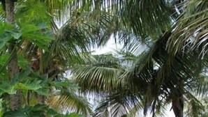 A tropical resort with thatched-roof huts, a paved walkway, and lush greenery. - Casa Chibububo Lodge (Vilanculos)