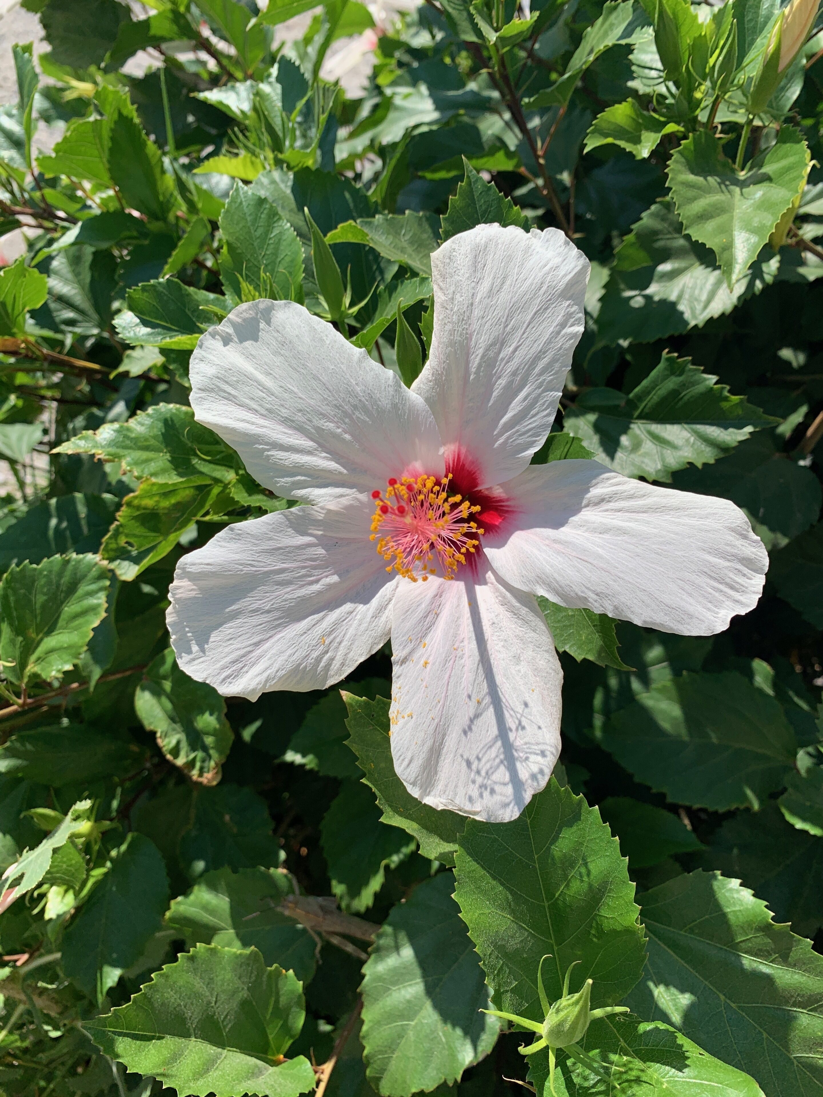 Photo - Pals Studios Pefkos