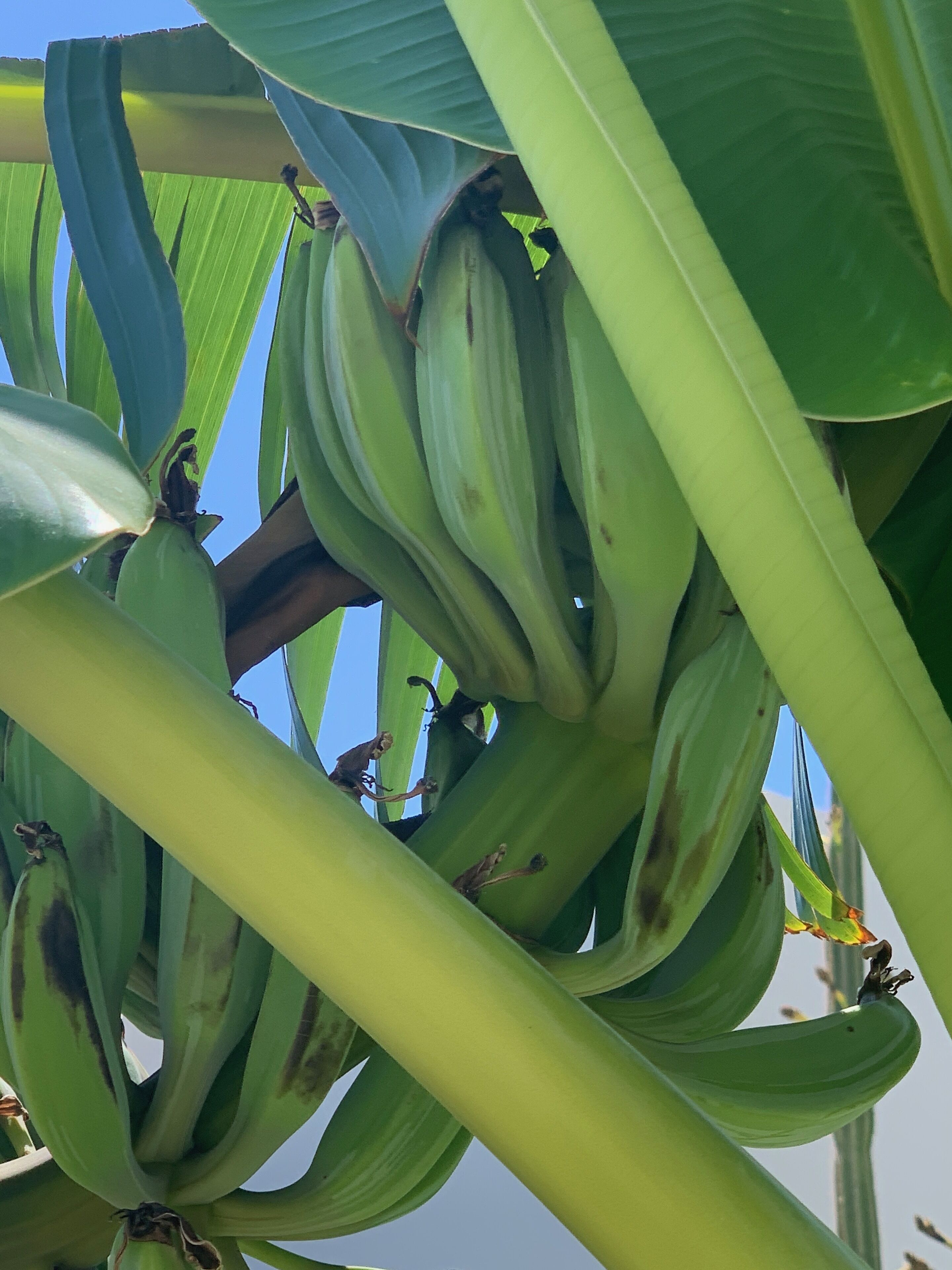 Photo - Pals Studios Pefkos