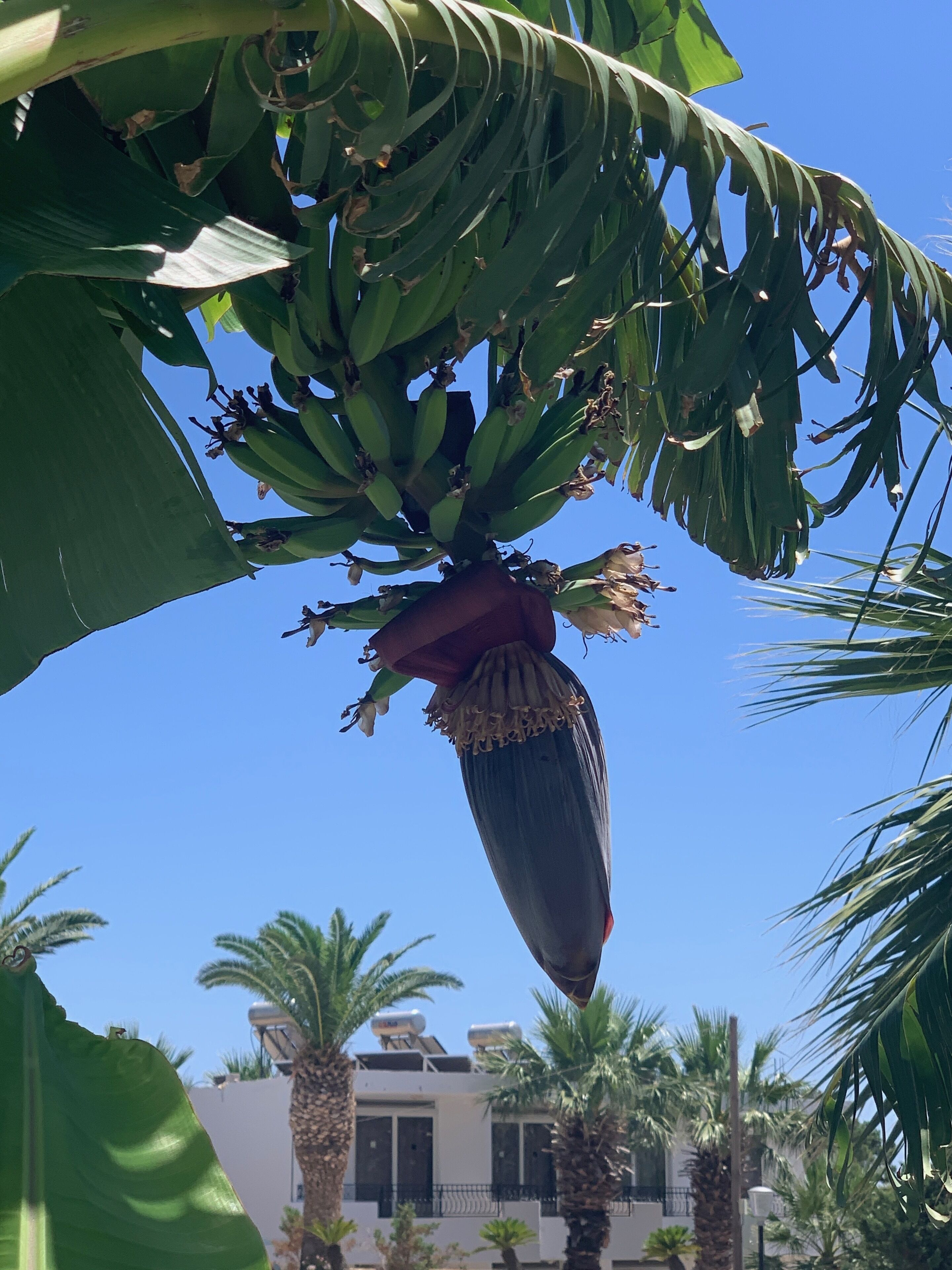 Photo - Pals Studios Pefkos