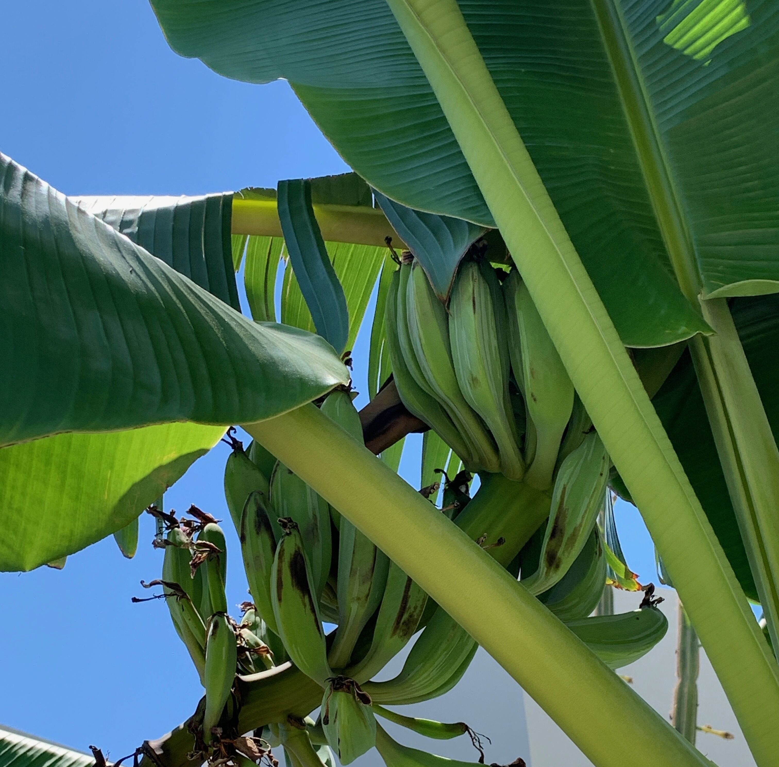 Photo - Pals Studios Pefkos