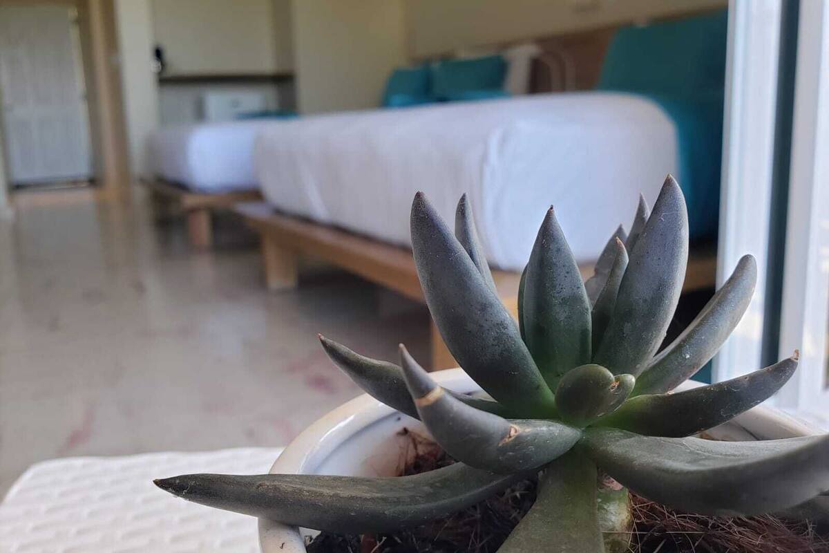 A potted succulent plant in a hotel room with a bed and a window in the background.