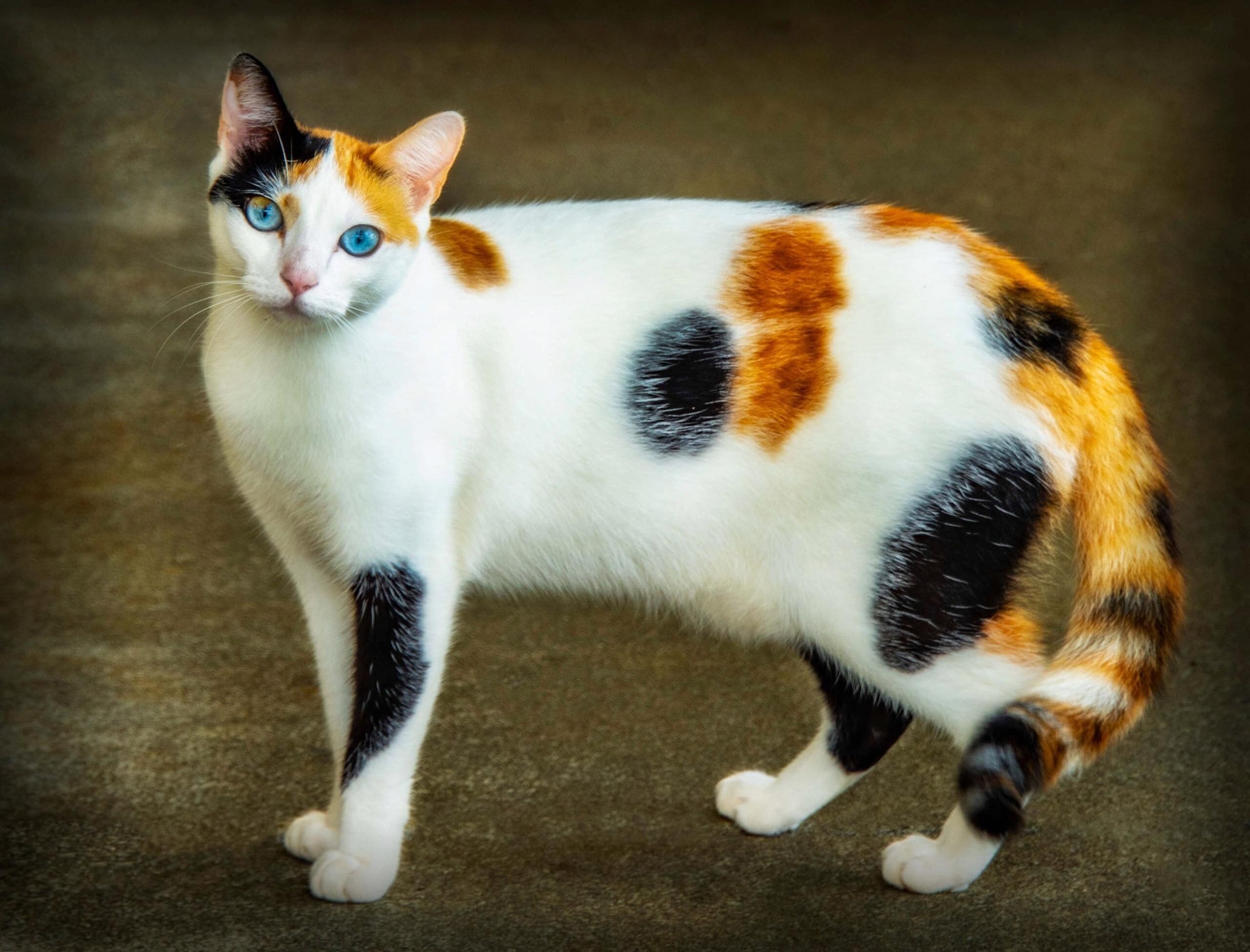 A cat with white, black, and orange fur standing on a carpeted floor.