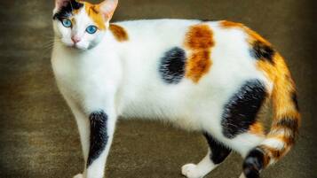 A cat with white, black, and orange fur standing on a carpeted floor.