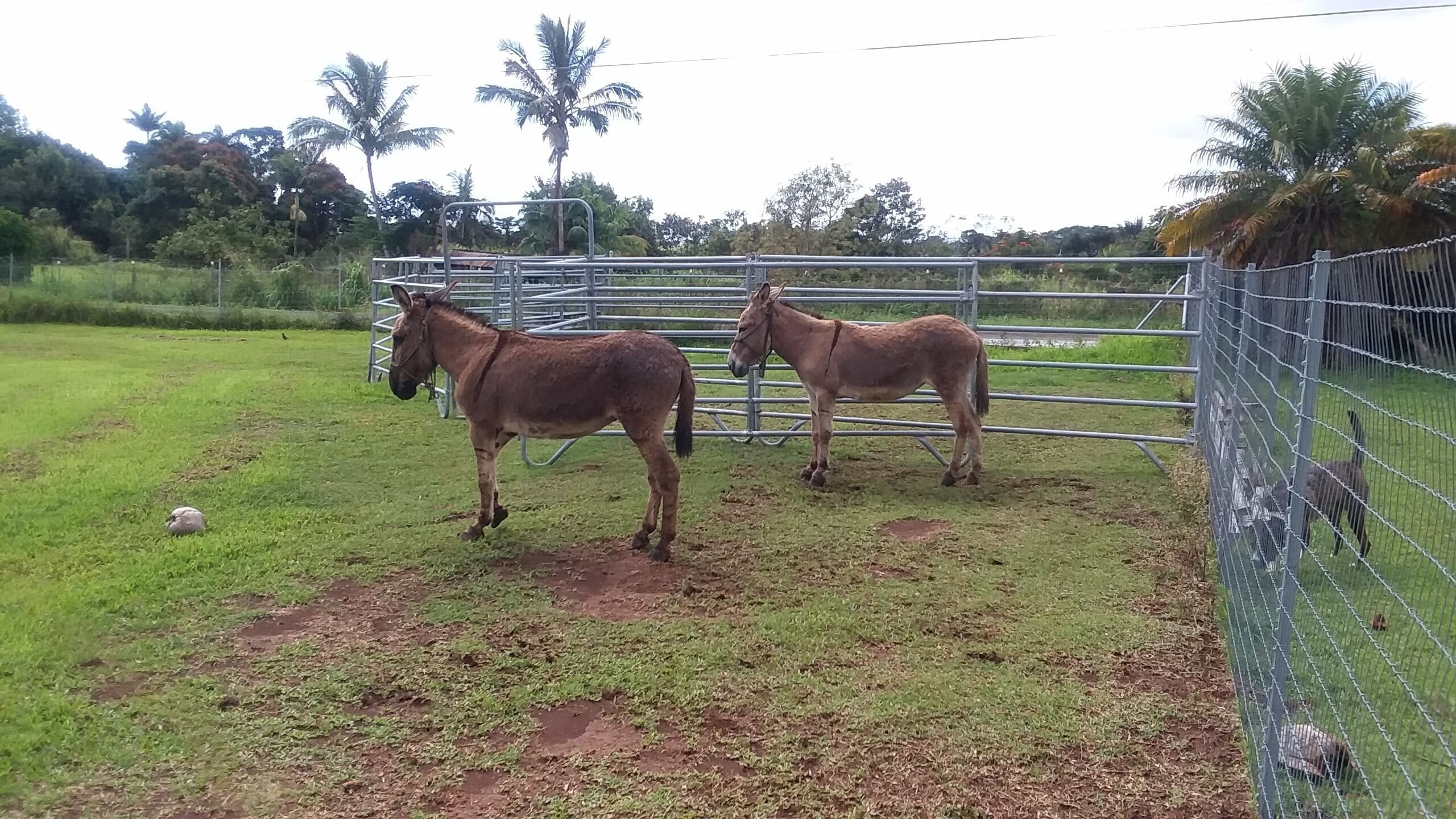 Dos burros de pie en un cercado con un campo cubierto de hierba y árboles al fondo.