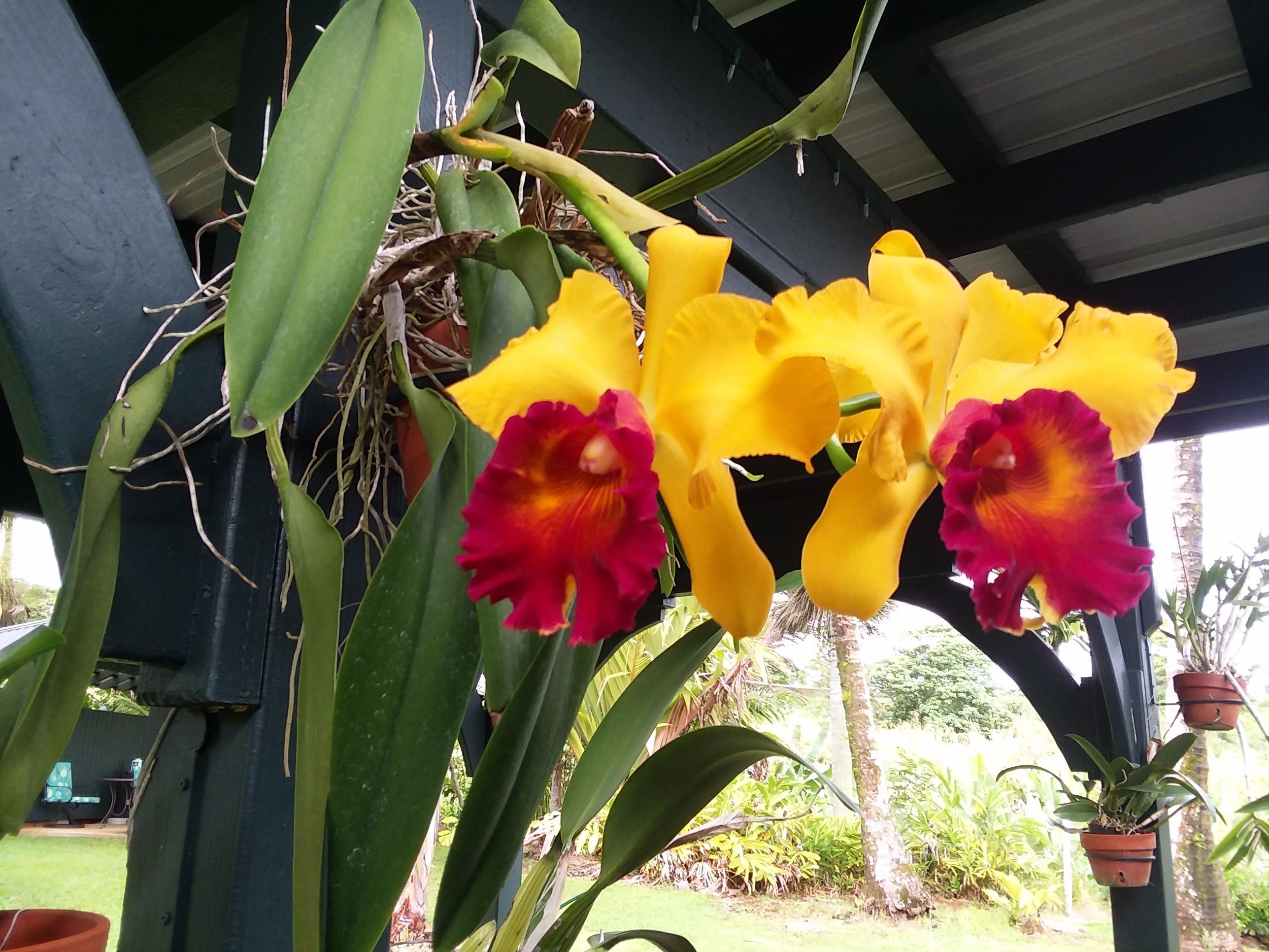 A greenhouse with orchids and potted plants.