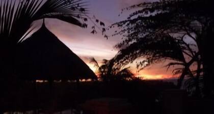 Coconuts Hummingbird