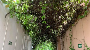 A narrow corridor with walls covered in dense foliage and vines, leading to a pathway. - Villas Bakalar (Bacalar)