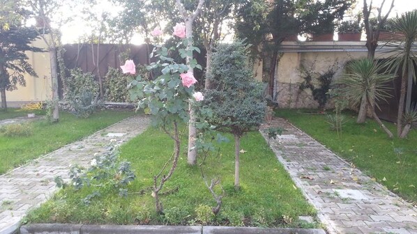 Un jardin avec un rosier, un petit arbre et un sentier.