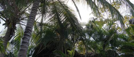 A tropical setting with a wooden structure, palm trees, and a thatched roof.