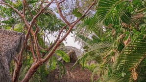 Un sendero rodeado de abundante vegetación y una estructura con techo de paja.