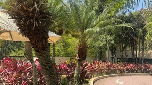 Un jardín ajardinado con palmeras, plantas de hojas rojas y una zona circular pavimentada.
