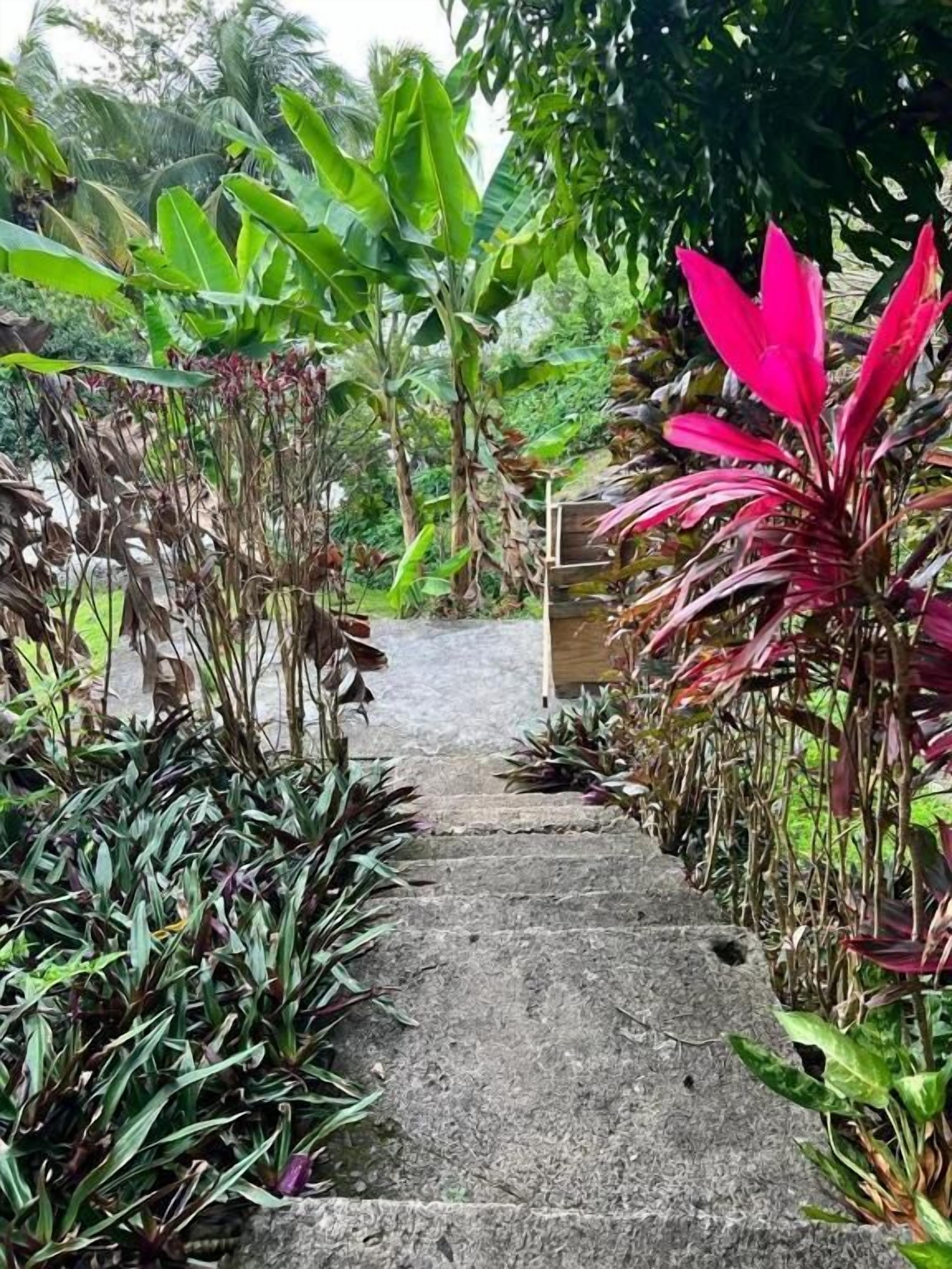 A concrete pathway flanked by lush greenery and plants.