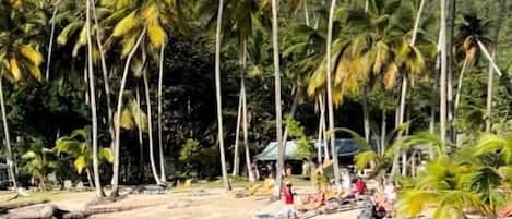 A beach with palm trees, a rocky shoreline, and a clear blue sky.