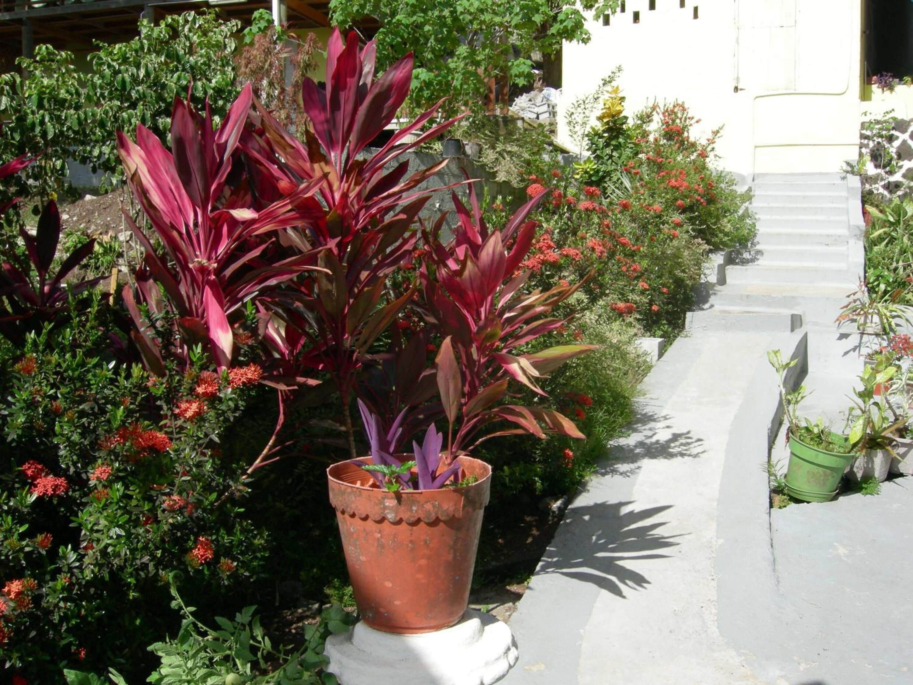 Photo - Casa del Vega a Little Peace of Heaven