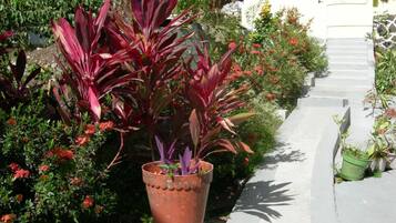 Una planta en maceta con hojas rojas en un patio con un edificio blanco al fondo.