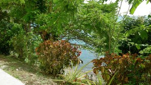 Un jardín exuberante con follaje denso y un sendero que lleva a una masa de agua.