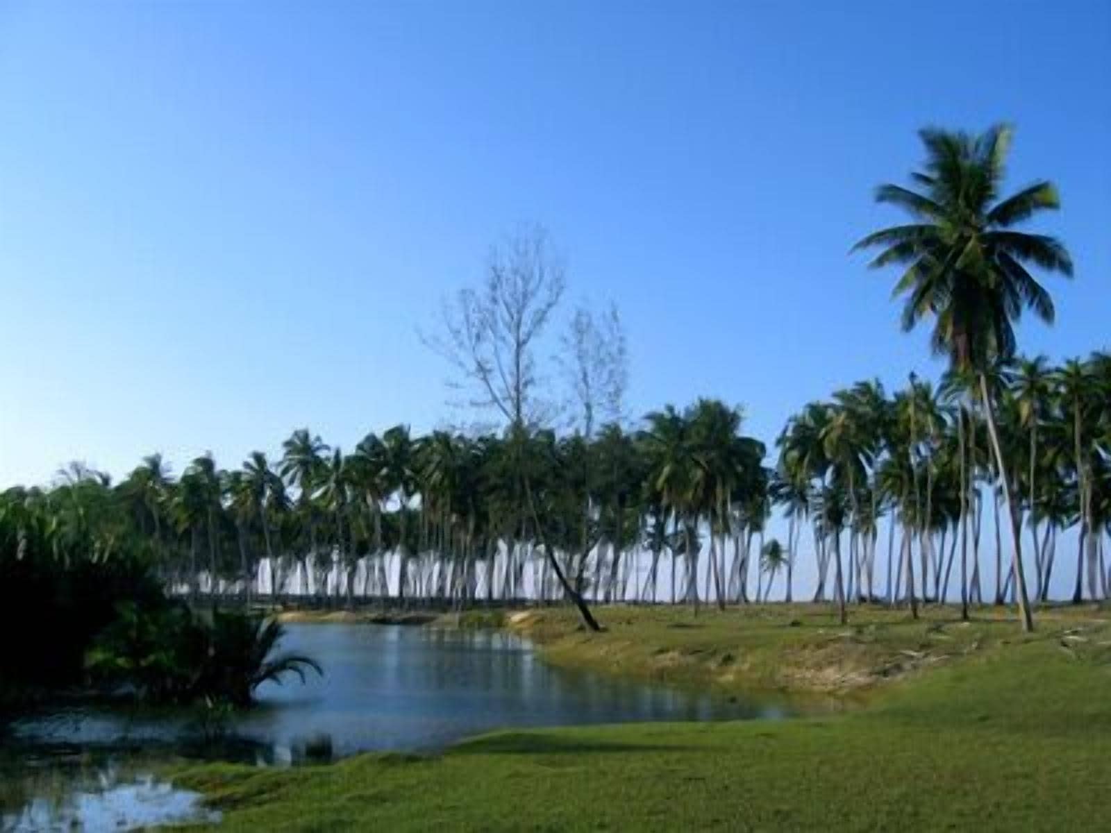 A serene lakeside view with tall palm trees and a clear sky.