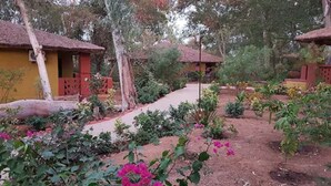 A garden with a paved path, surrounded by various plants and flowers.