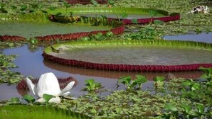 A water garden with lily pads and a white lotus flower. - Kurupira Cabin Floating (Leticia)