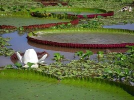 Un jardín acuático con lirios y una flor de loto blanca.