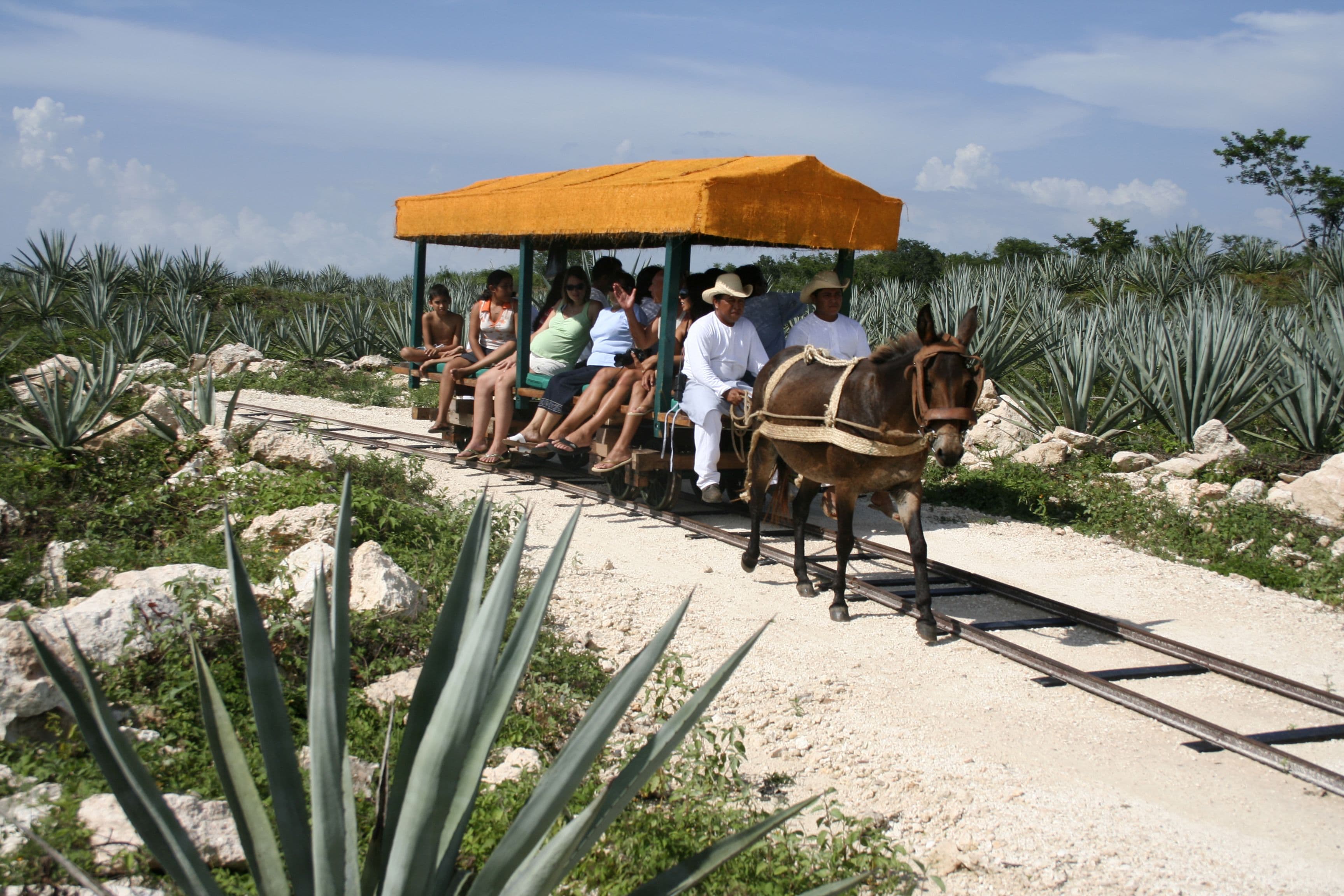 A group of people on a horse-drawn carriage on a dirt path surrounded by agave plants.
