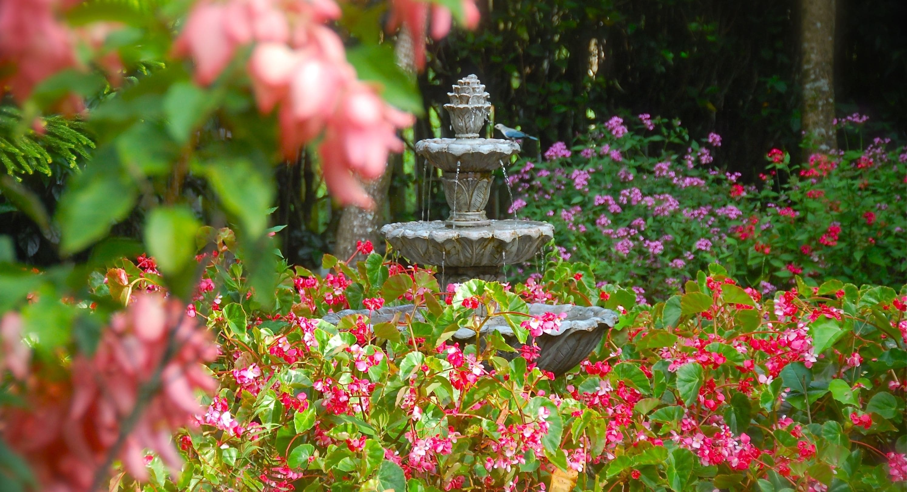 A garden with a tiered stone fountain surrounded by lush greenery and pink flowers.