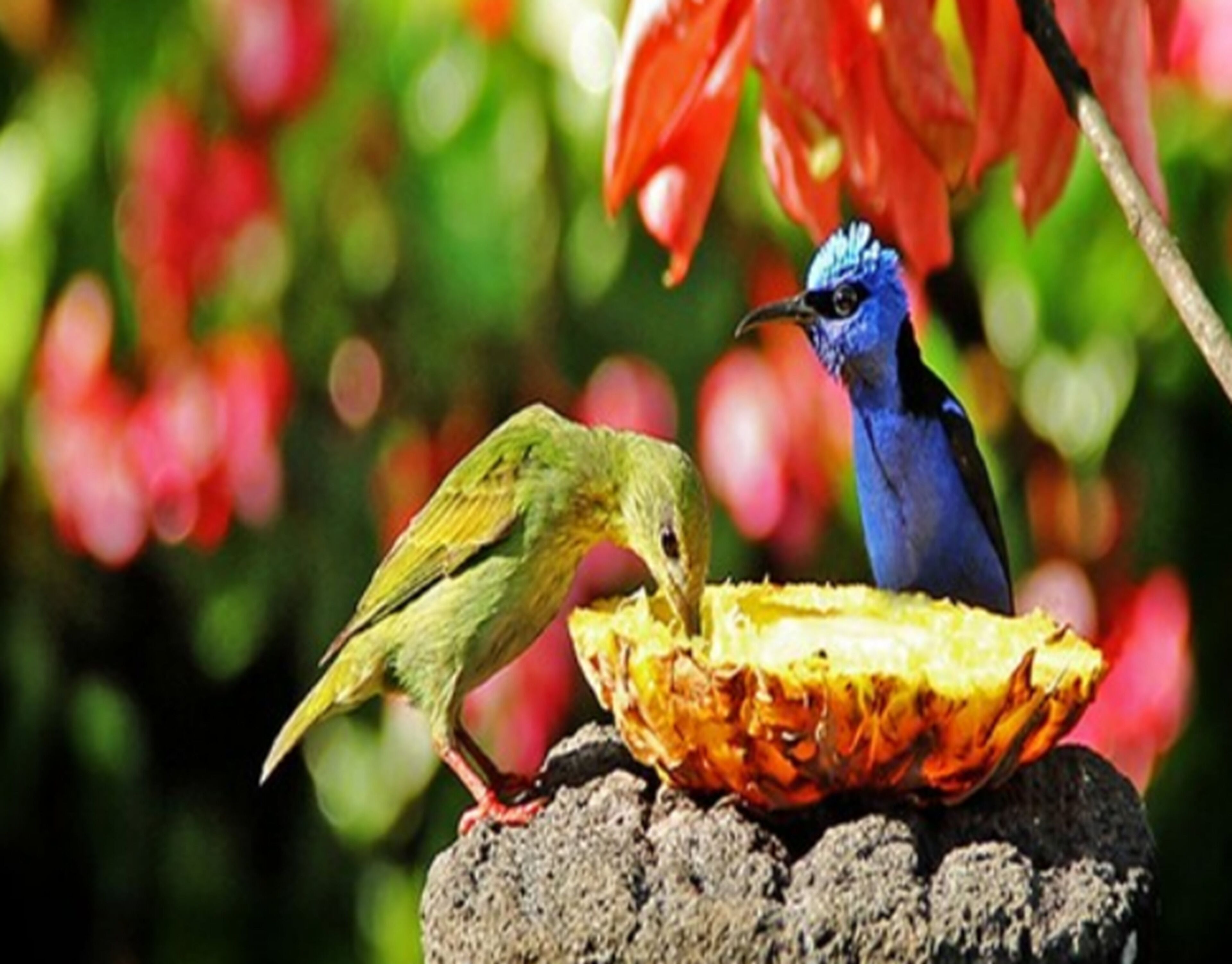 Two birds on a rock with a fruit.