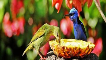 Two birds on a rock with a fruit.