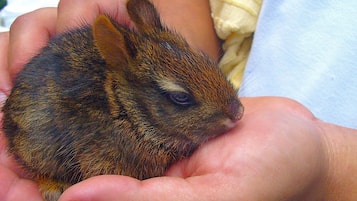 Un conejo pequeño sostenido entre las manos.