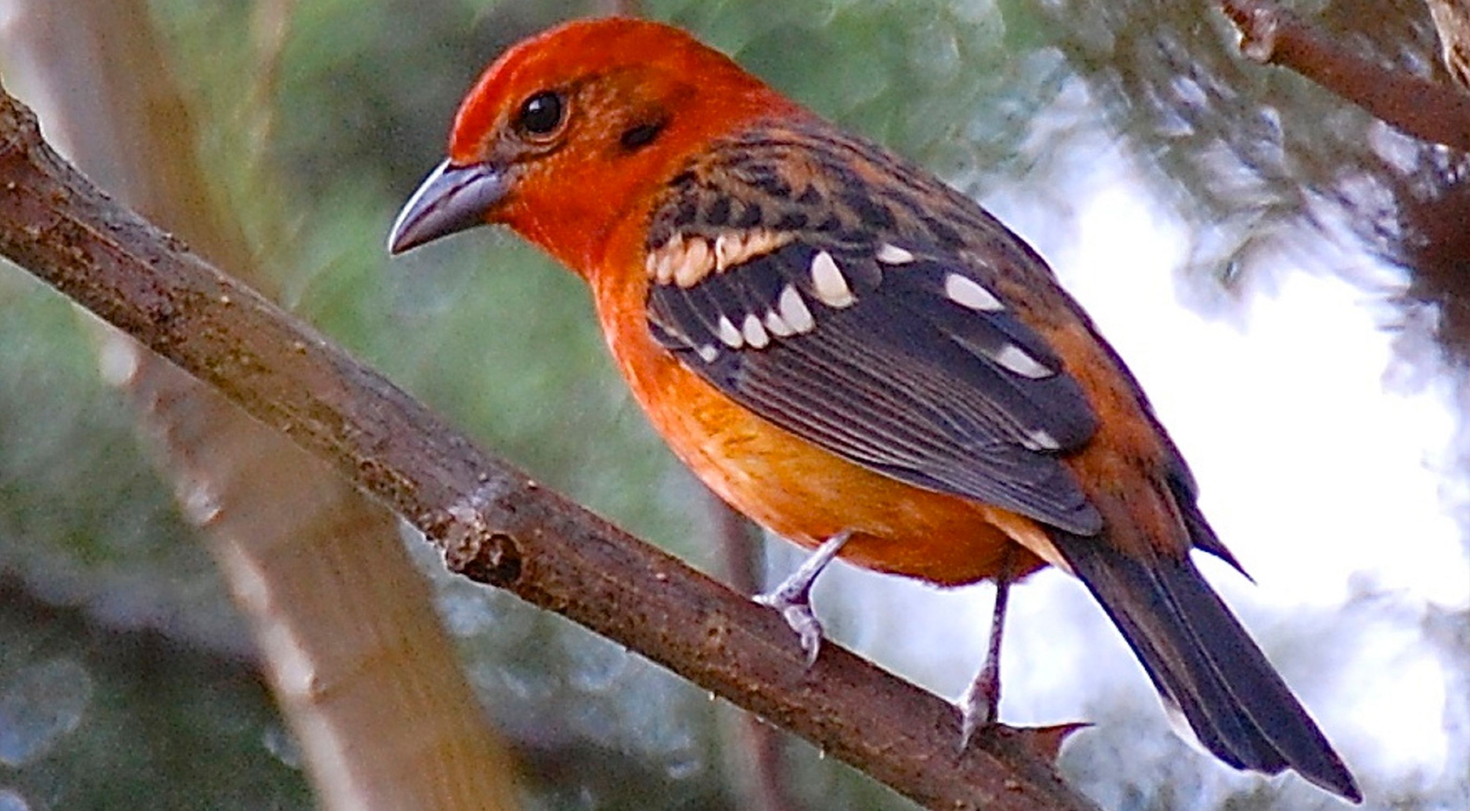A bird perched on a branch.