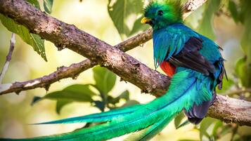 A bird with vibrant green and blue feathers perched on a branch.