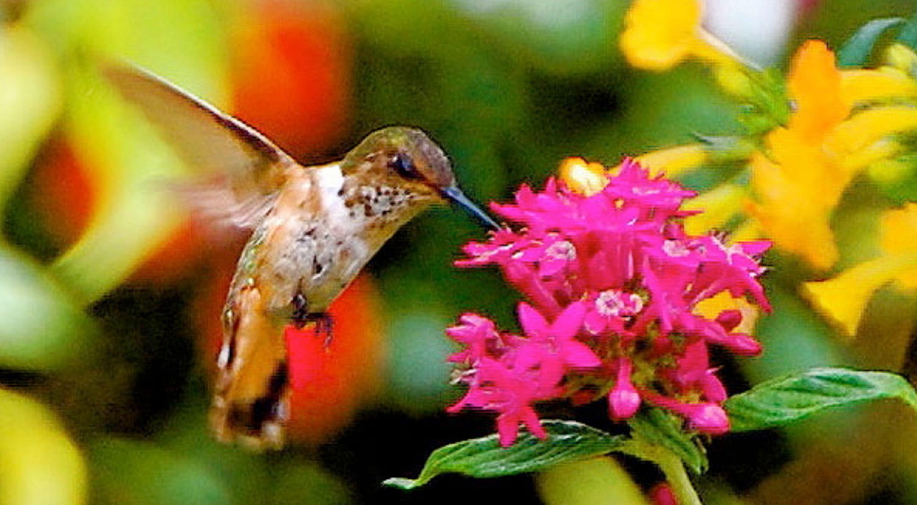 A hummingbird hovering near a bright pink flower, with a blurred background of greenery and yellow flowers.