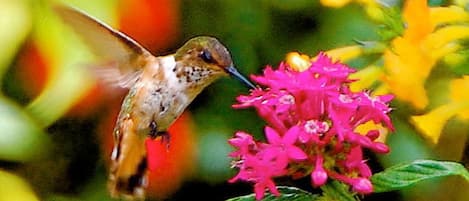 A hummingbird hovering near a bright pink flower, with a blurred background of greenery and yellow flowers.