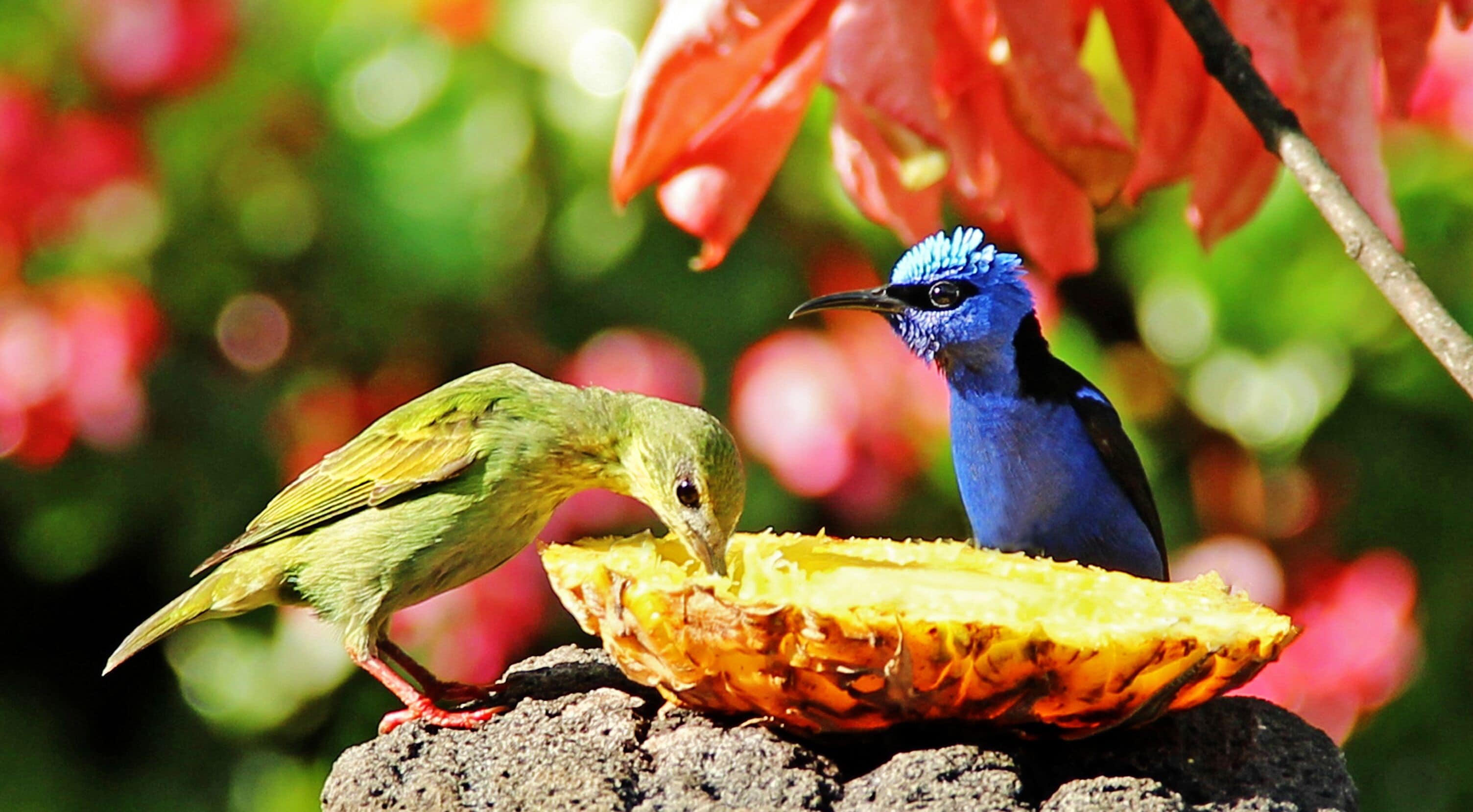 Dos pájaros sobre una roca con una fruta.
