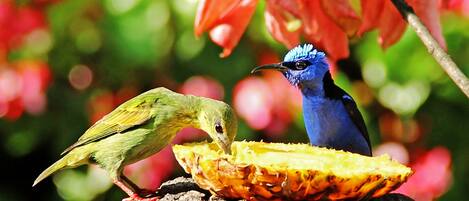 Dos pájaros sobre una roca con una fruta.