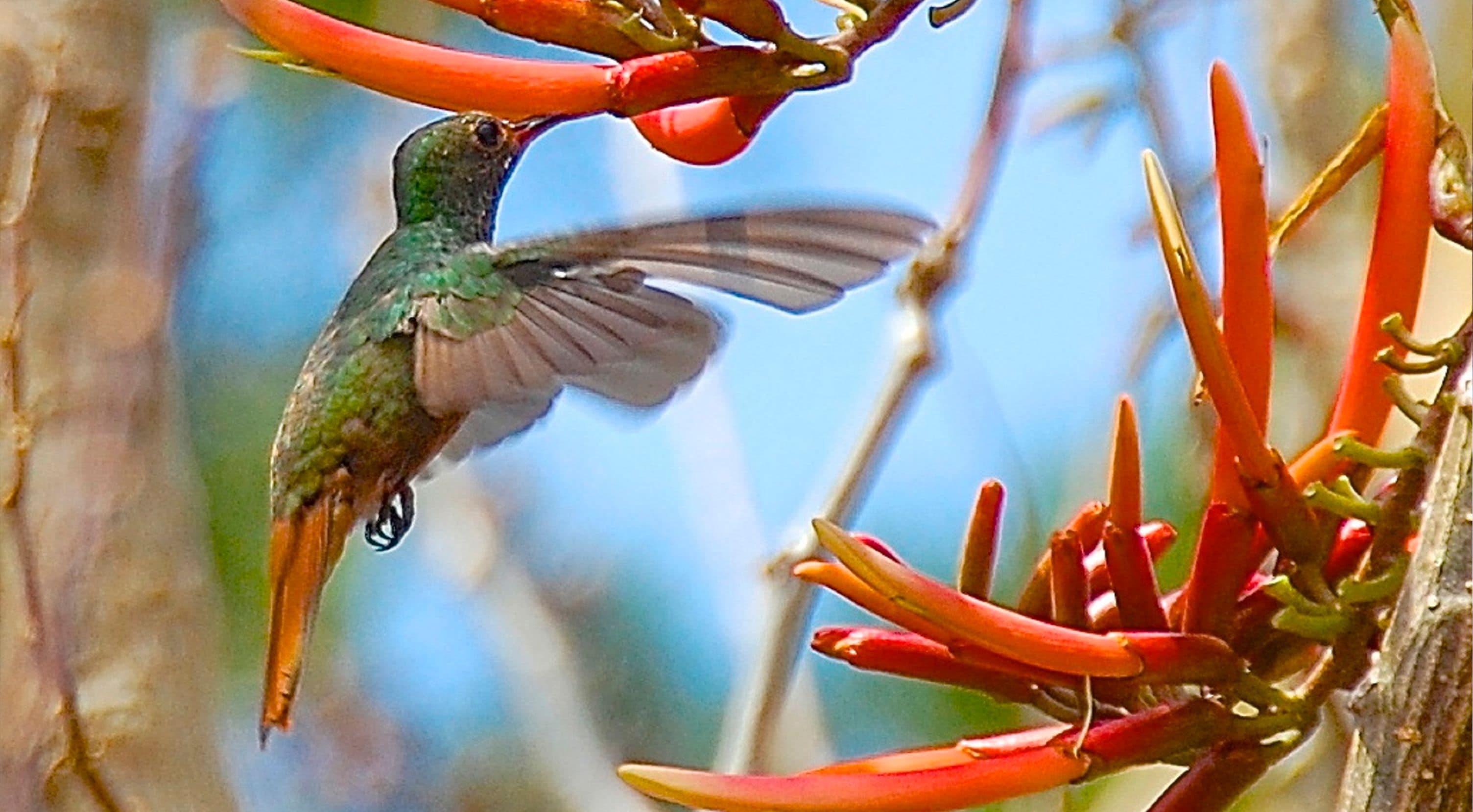 A hummingbird hovering near red flowers.