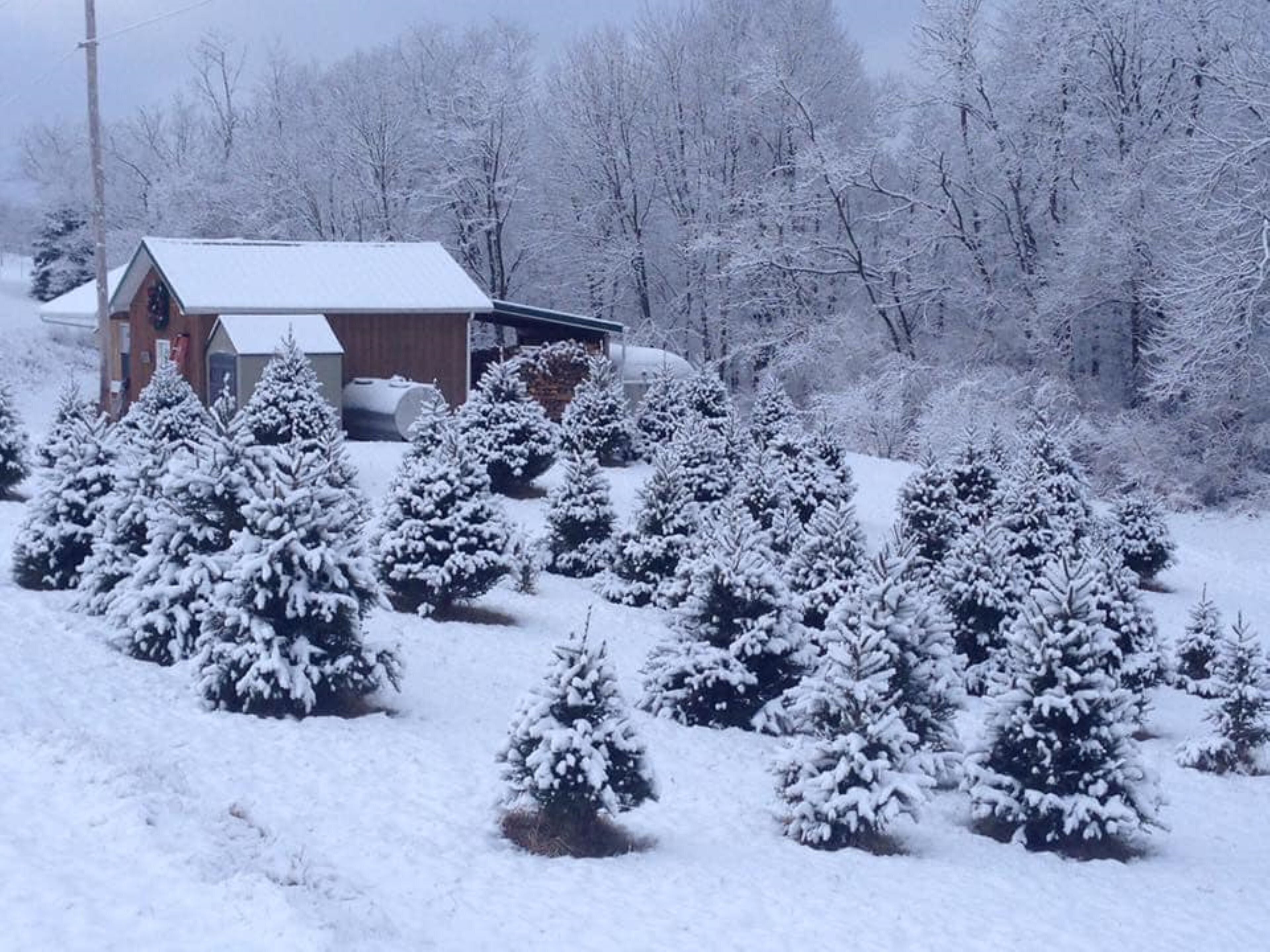 A snow-covered landscape with a small wooden cabin and snow-laden trees.
