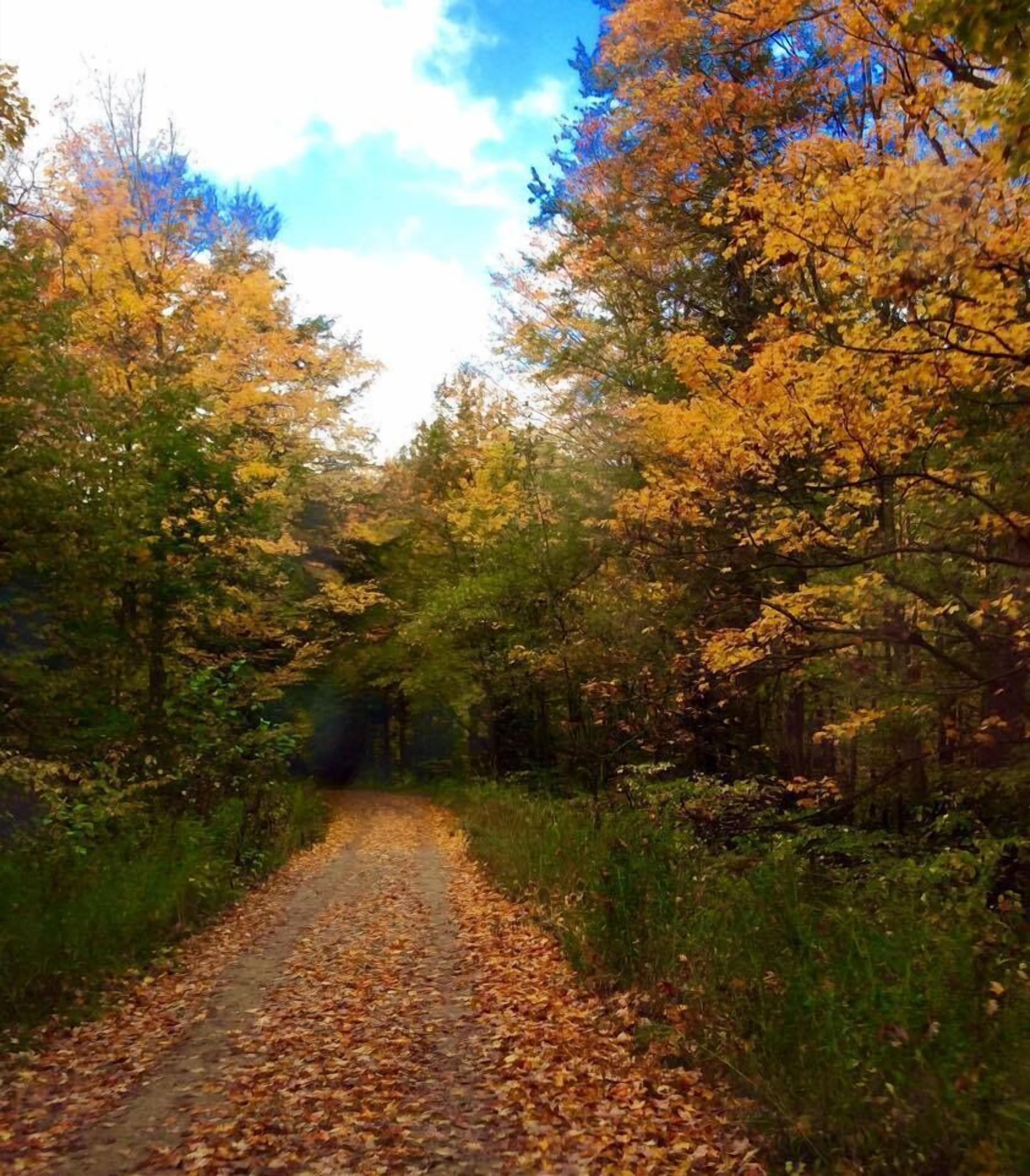Un sentier forestier bordé d’arbres des deux côtés.