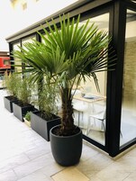 A potted palm tree in a large planter outside a modern building with large windows and a glass door.